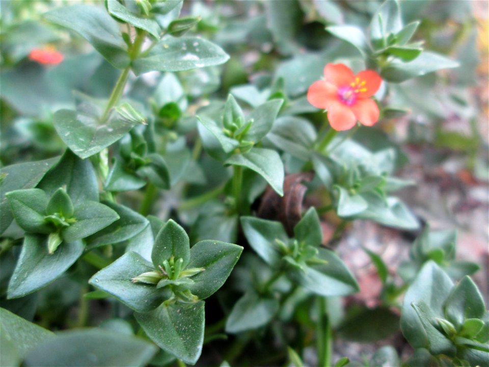 Acker-Gauchheil (Lysimachia arvensis oder Anagallis arvensis) in Alt-Saarbrücken
