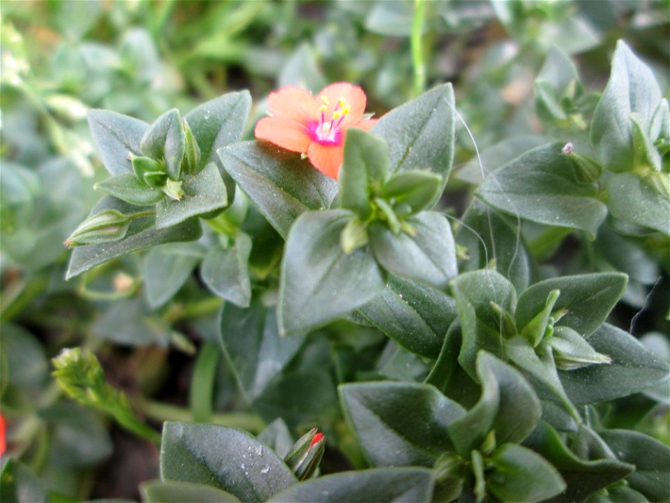 Acker-Gauchheil (Lysimachia arvensis oder Anagallis arvensis) in Alt-Saarbrücken
