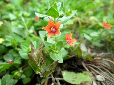 Acker-Gauchheil (Lysimachia arvensis oder Anagallis arvensis) am Birzberg bei Fechingen (außerhalb vom Naturschutzgebiet)