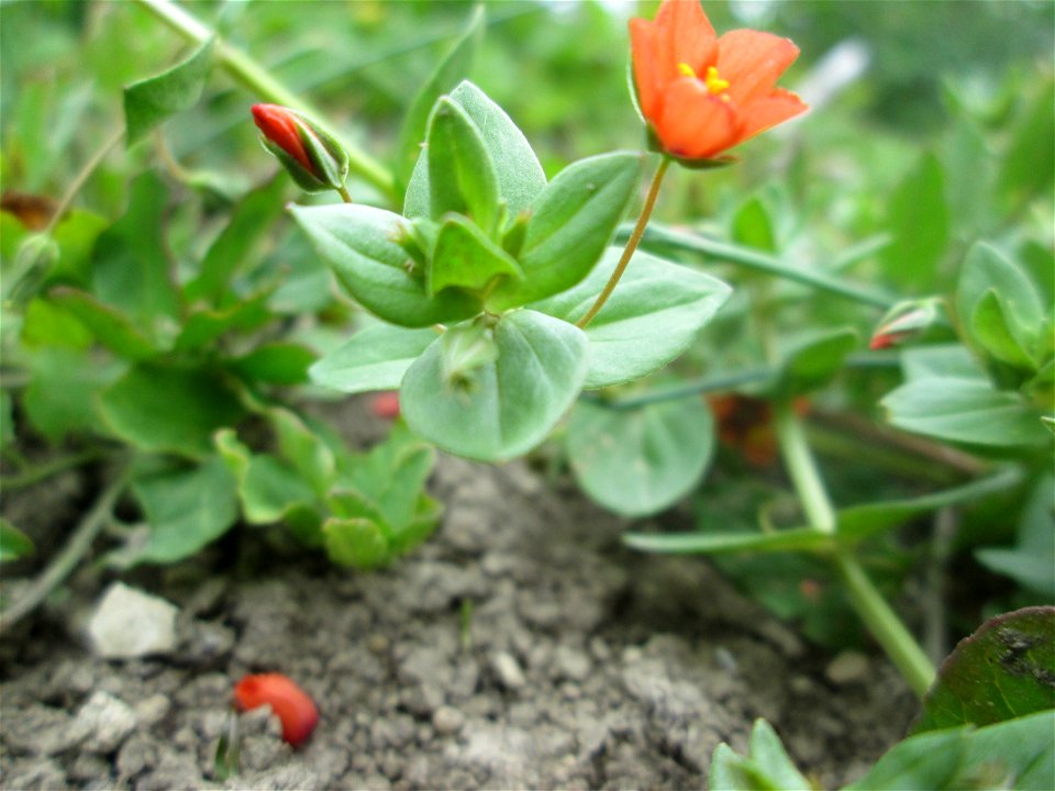 Acker-Gauchheil (Lysimachia arvensis oder Anagallis arvensis) am Birzberg bei Fechingen (außerhalb vom Naturschutzgebiet)