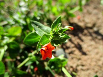 Acker-Gauchheil (Lysimachia arvensis oder Anagallis arvensis) in Fechingen