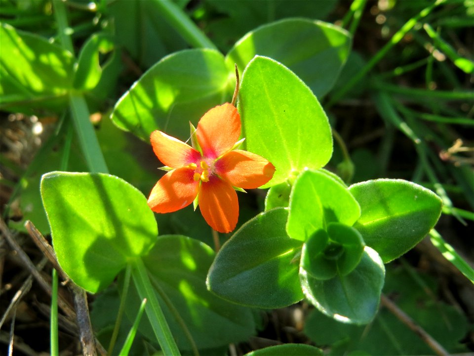 Acker-Gauchheil (Lysimachia arvensis oder Anagallis arvensis) an der Deponie Hockenheim am Rand vom Hockenheimer Rheinbogen
