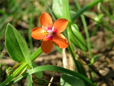 Acker-Gauchheil (Lysimachia arvensis oder Anagallis arvensis) an der Deponie Hockenheim am Rand vom Hockenheimer Rheinbogen