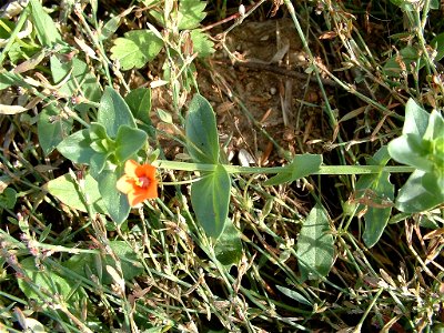 mouron rouge pris en isere(38).

anagallis arvensis taken in France (Isere).