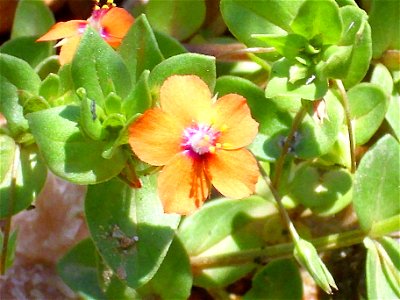Anagallis arvensis flower closeup, Sierra Madrona, Spain