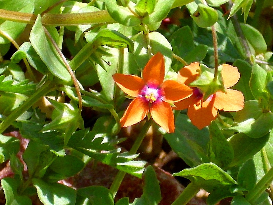 Anagallis arvensis fruit and flower closeup, Sierra Madrona, Spain