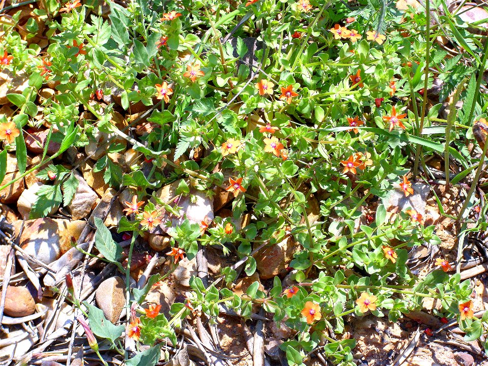 Anagallis arvensis plant, Sierra Madrona, Spain