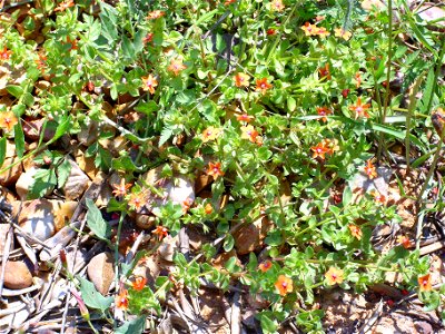 Anagallis arvensis plant, Sierra Madrona, Spain