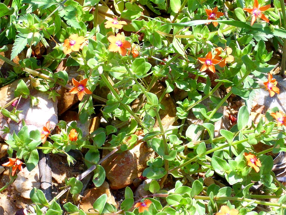 Anagallis arvensis habit, Sierra Madrona, Spain