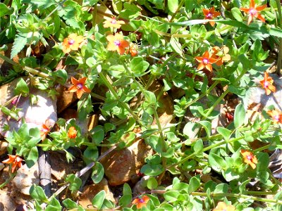 Anagallis arvensis habit, Sierra Madrona, Spain