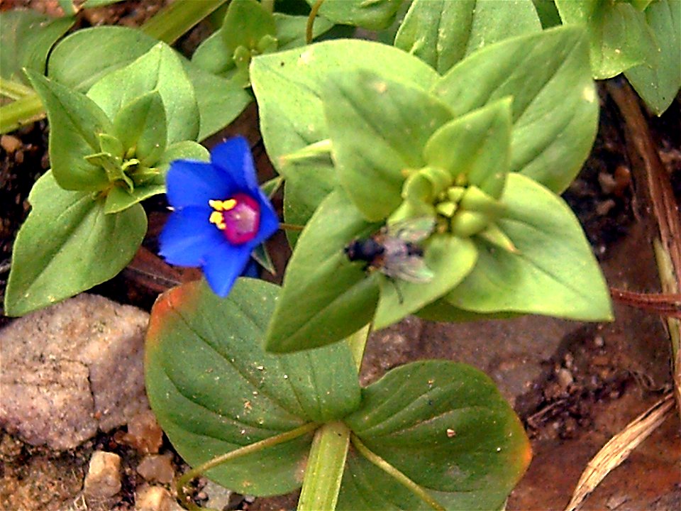 Anagallis arvensis subsp. foemina, in Solana del Pino, Ciudad Real, Spain