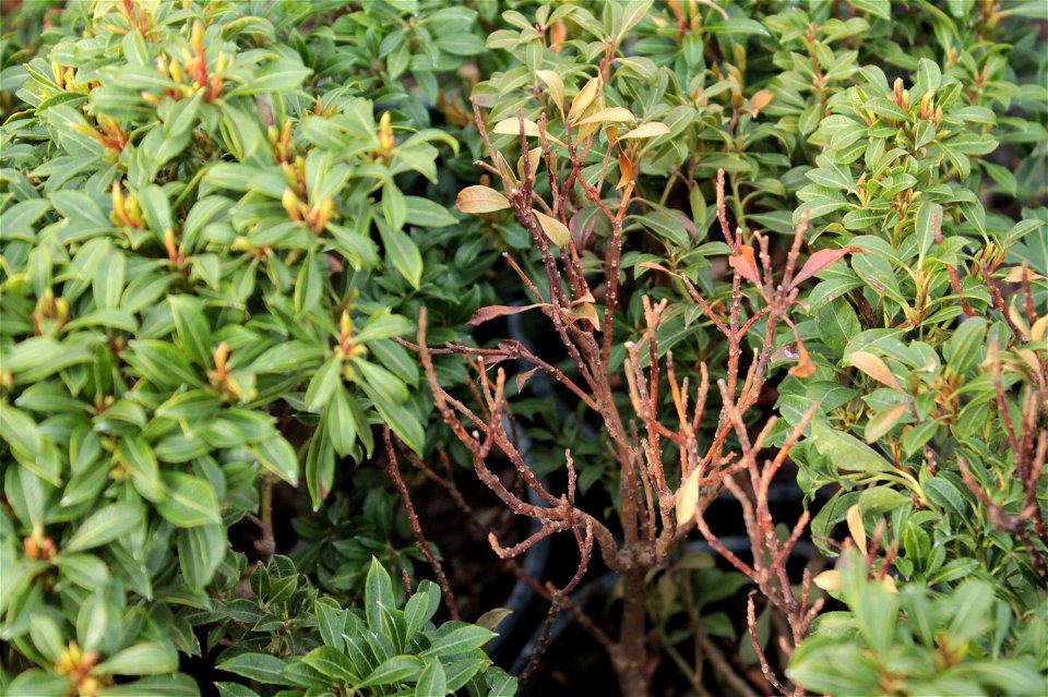 Pieris japonica 'Minor', nekvetoucí kultivar do skalek,  poškození pozdními mrazíky