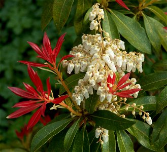 Pieris ‘Forest Flame’ (NOTE: sometimes also mentioned as Pieris japonica 'Forest Flame' or Pieris floribunda 'Forest Flame'