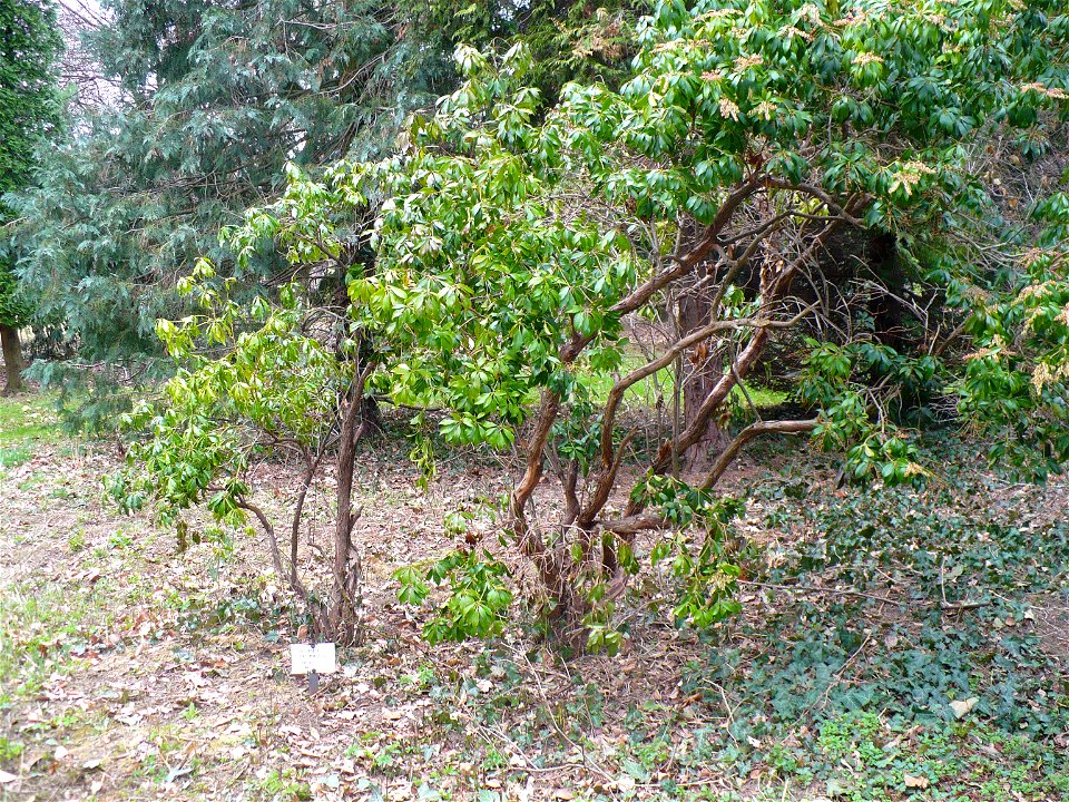 Pieris japonica in the Chernel arboretum, Kőszeg, Hungary
