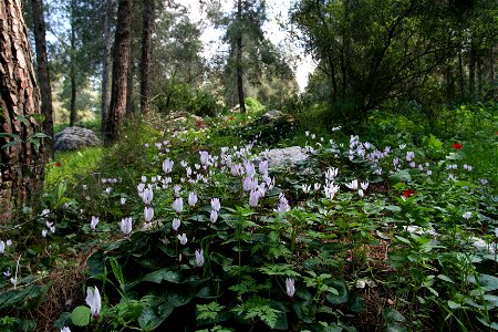 A group of cyclamen flowers photo