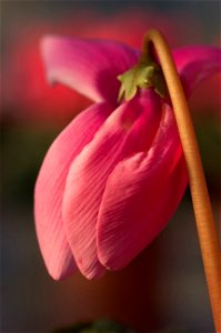 Cyclamen persicum cultivar (florists' cyclamen) photo