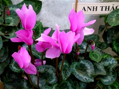 Cyclamen persicum in Dalat, Vietnam