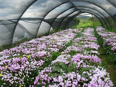 Cyclamen, Agriculture in Israel