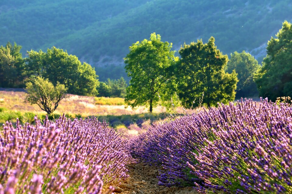 Lavender field lavender blossom blooming field of lavender