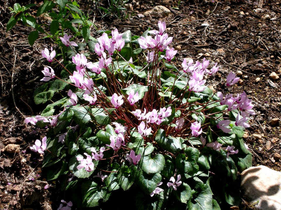 Bloom In Vered Hagalil
