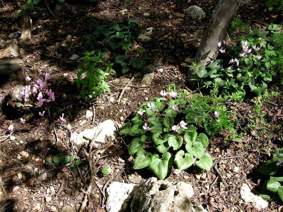 Bloom In Vered Hagalil