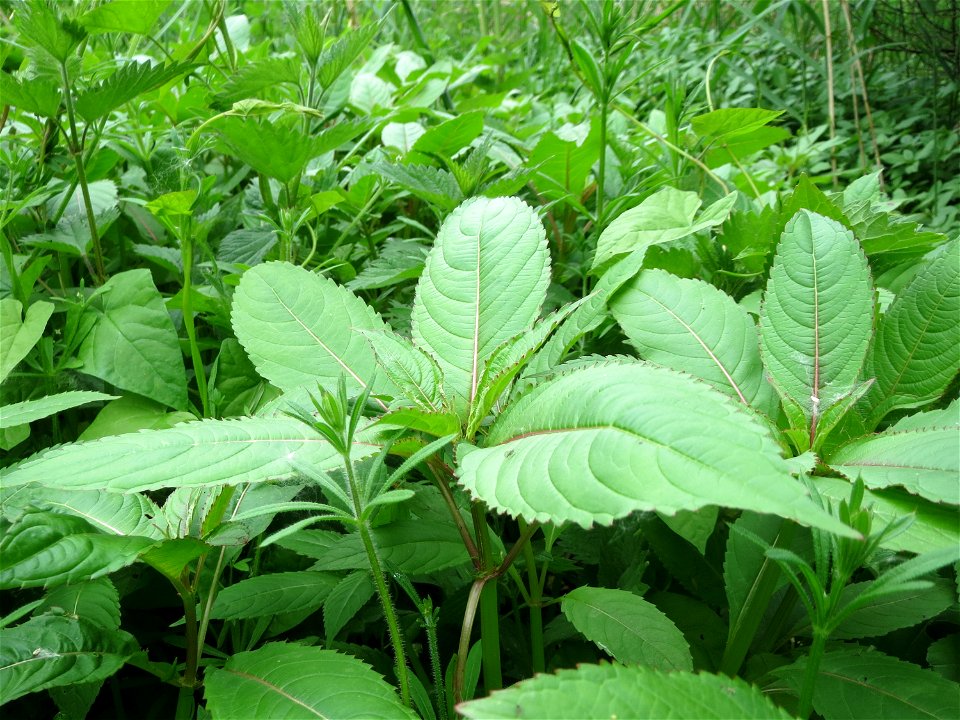 Drüsiges Springkraut (Impatiens glandulifera) im Naturschutzgebiet Bachwiesen/Leopoldswiesen im Hockenheimer Rheinbogen