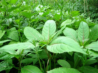 Drüsiges Springkraut (Impatiens glandulifera) im Naturschutzgebiet Bachwiesen/Leopoldswiesen im Hockenheimer Rheinbogen