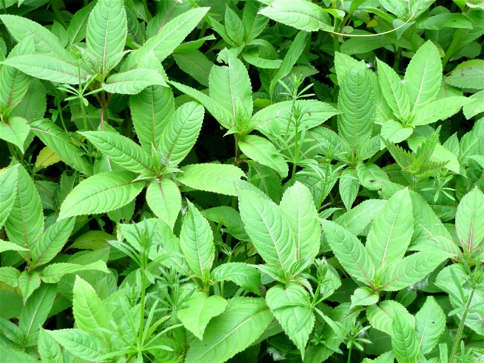 Drüsiges Springkraut (Impatiens glandulifera) im Naturschutzgebiet Bachwiesen/Leopoldswiesen im Hockenheimer Rheinbogen