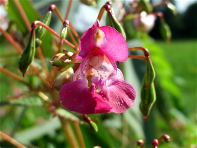 Drüsiges Springkraut (Impatiens glandulifera) im Naturschutzgebiet Bachwiesen/Leopoldswiesen im Hockenheimer Rheinbogen