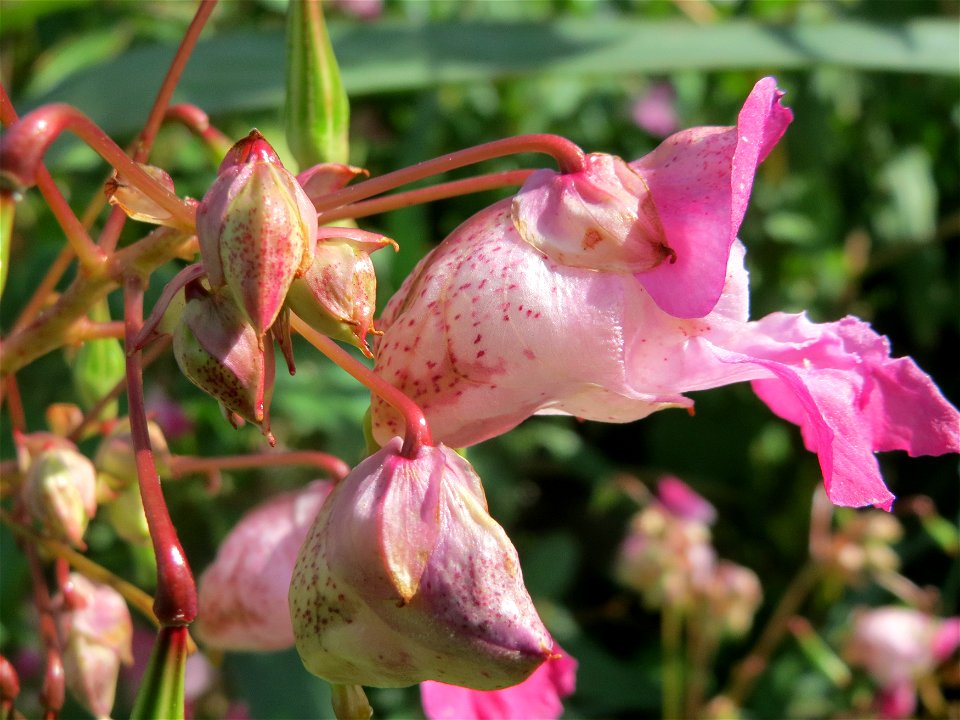 Drüsiges oder Indisches Springkraut (Impatiens glandulifera) im Naturschutzgebiet Bachwiesen/Leopoldswiesen im Hockenheimer Rheinbogen