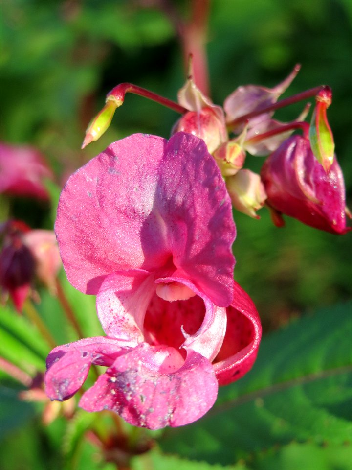 Drüsiges oder Indisches Springkraut (Impatiens glandulifera) an der Saar in Saarbrücken