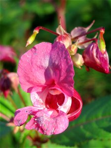 Drüsiges oder Indisches Springkraut (Impatiens glandulifera) an der Saar in Saarbrücken photo