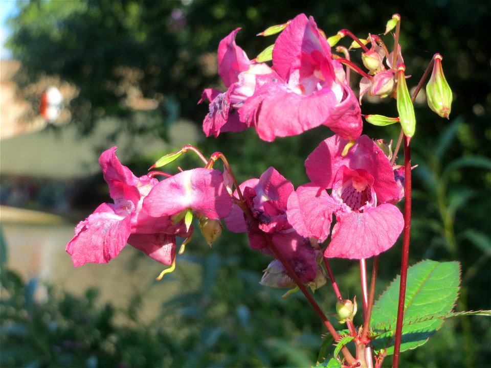 Drüsiges Springkraut (Impatiens glandulifera) an der Saar in Saarbrücken