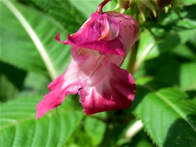 Drüsiges oder Indisches Springkraut (Impatiens glandulifera) im Naturschutzgebiet Marlach im Hockenheimer Rheinbogen