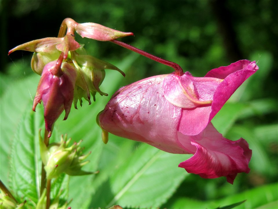 Drüsiges oder Indisches Springkraut (Impatiens glandulifera) im Naturschutzgebiet Marlach im Hockenheimer Rheinbogen