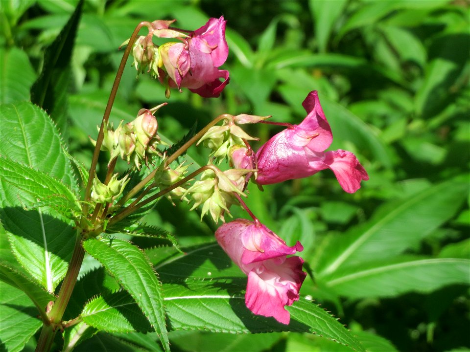 Drüsiges oder Indisches Springkraut (Impatiens glandulifera) im Naturschutzgebiet Marlach im Hockenheimer Rheinbogen
