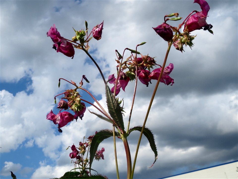 Drüsiges oder Indisches Springkraut (Impatiens glandulifera) auf einer Ruderalfläche in Hockenheim-Talhaus