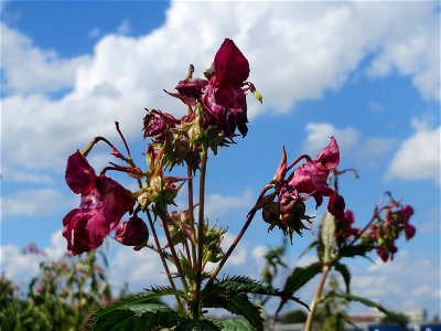Drüsiges oder Indisches Springkraut (Impatiens glandulifera) auf einer Ruderalfläche in Hockenheim-Talhaus