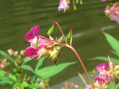 Drüsiges oder Indisches Springkraut (Impatiens glandulifera) an der Saar in Saarbrücken
