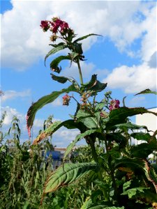 Drüsiges oder Indisches Springkraut (Impatiens glandulifera) auf einer Ruderalfläche in Hockenheim-Talhaus
