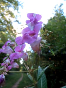 Drüsiges oder Indisches Springkraut (Impatiens glandulifera) im Schwetzinger Hardt
