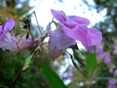 Drüsiges oder Indisches Springkraut (Impatiens glandulifera) im Schwetzinger Hardt