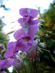 Drüsiges oder Indisches Springkraut (Impatiens glandulifera) im Schwetzinger Hardt
