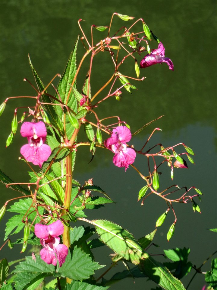 Drüsiges oder Indisches Springkraut (Impatiens glandulifera) an der Saar in Saarbrücken