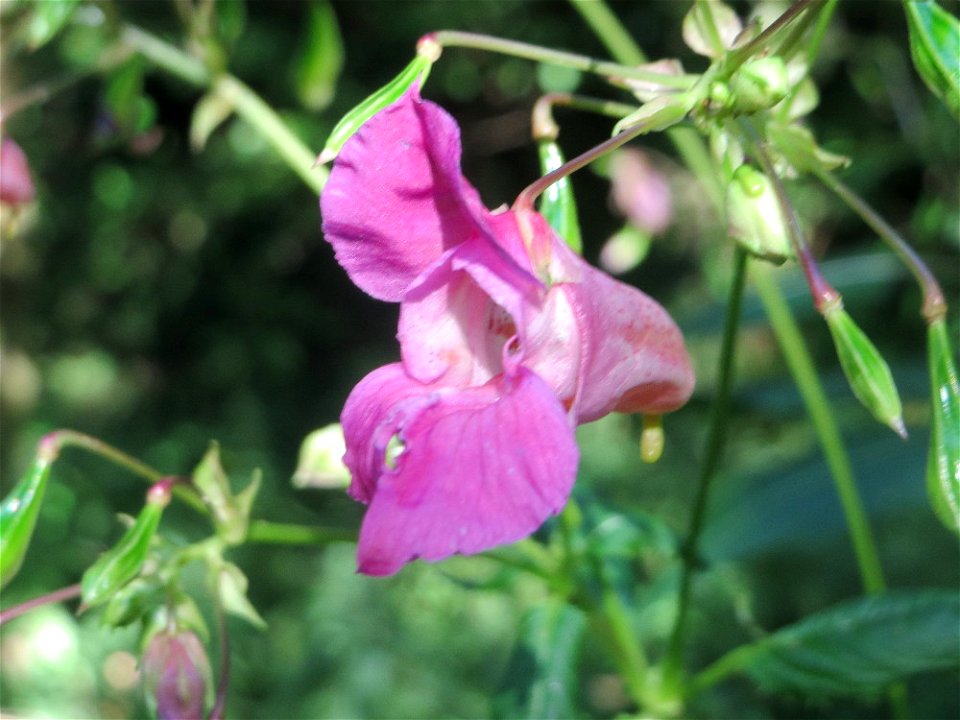 Drüsiges Springkraut (Impatiens glandulifera) im Rodenhoferdell in Alt-Saarbrücken