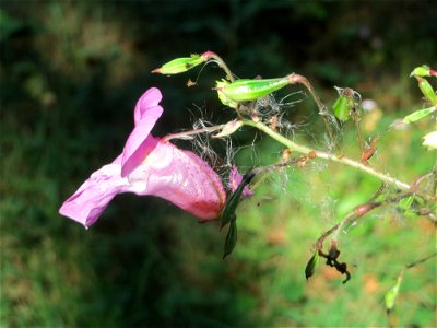 Drüsiges oder Indisches Springkraut (Impatiens glandulifera) bei Klingenmünster photo