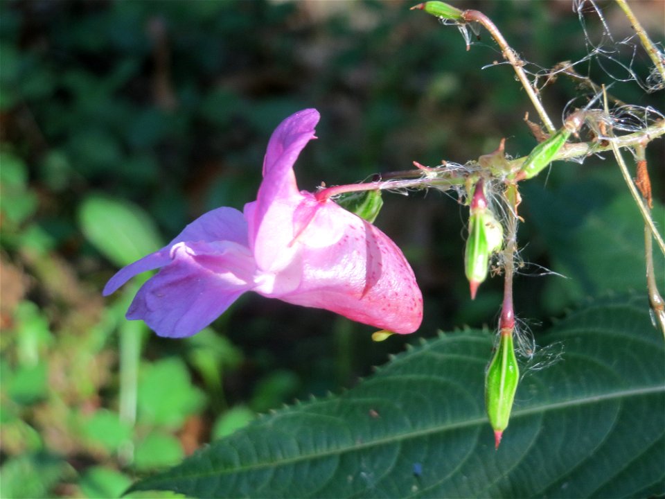 Drüsiges oder Indisches Springkraut (Impatiens glandulifera) bei Klingenmünster