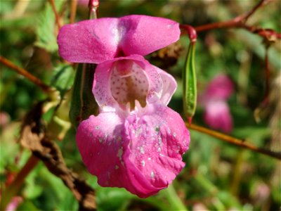 Drüsiges oder Indisches Springkraut (Impatiens glandulifera) im Naturschutzgebiet Bachwiesen/Leopoldswiesen im Hockenheimer Rheinbogen