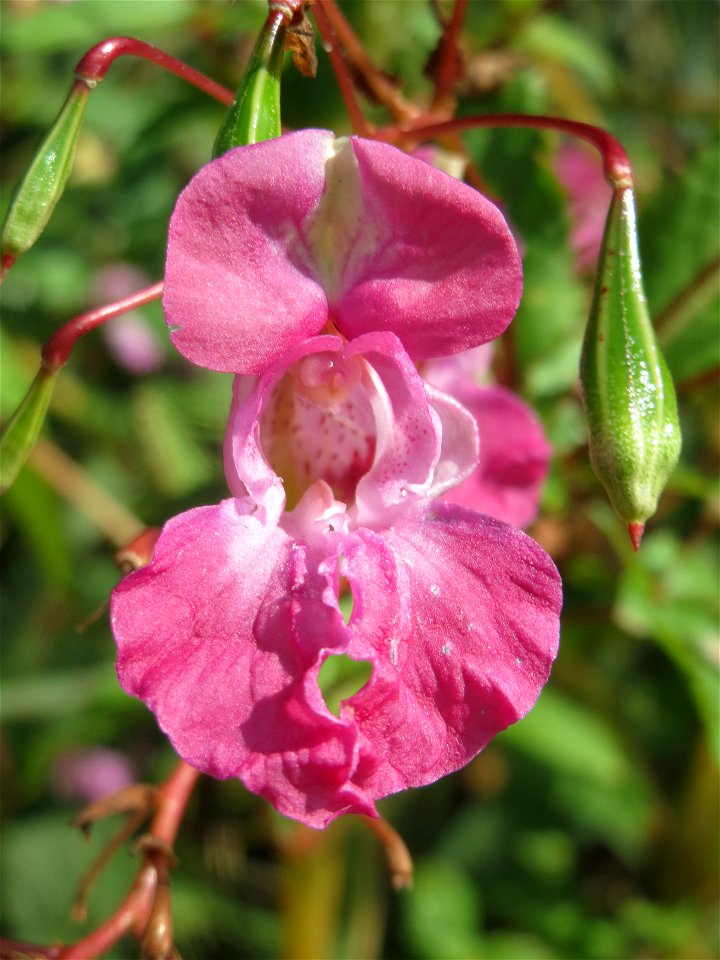Drüsiges oder Indisches Springkraut (Impatiens glandulifera) im Naturschutzgebiet Bachwiesen/Leopoldswiesen im Hockenheimer Rheinbogen