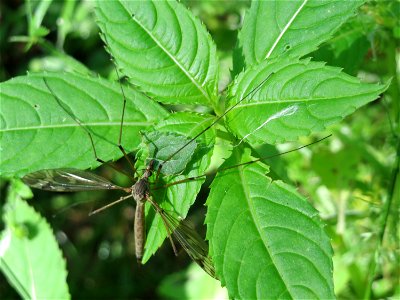 Drüsiges oder Indisches Springkraut (Impatiens glandulifera) im Naturschutzgebiet „Marlach“ im Landschaftsschutzgebiet „Hockenheimer Rheinbogen“